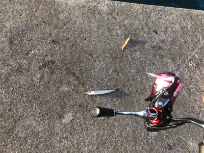 アジング、メバリング、ガシリング