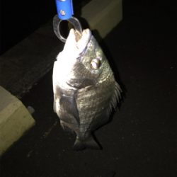 根魚を求めて③