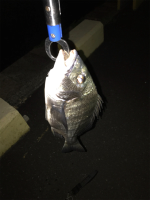 根魚を求めて③