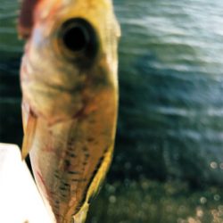 暑過ぎて 短時間キス釣り