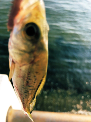 暑過ぎて 短時間キス釣り