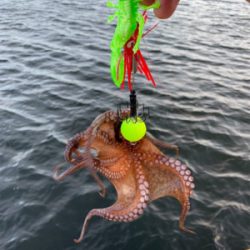 早朝の1時間オクトパッシング