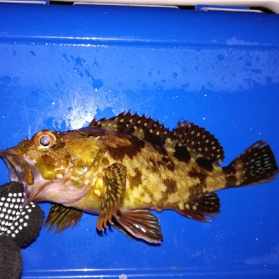 アジンガー1900〜2025