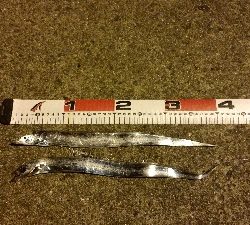 アジングしてたらタチウオ×2