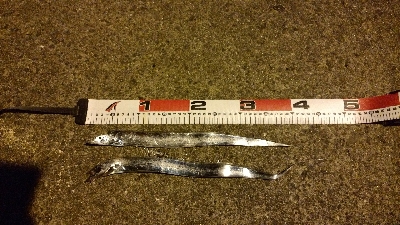 アジングしてたらタチウオ×2