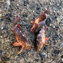 早朝にアジとガシラ