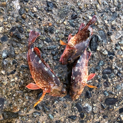 早朝にアジとガシラ