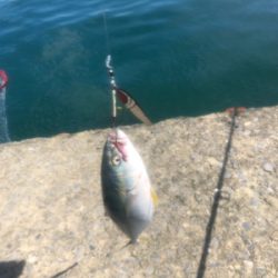 フクラギ 道南ショアジギング