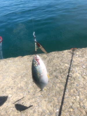 フクラギ 道南ショアジギング