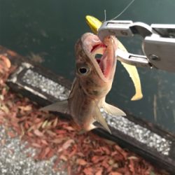 フラットゲームは…