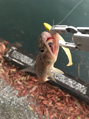 フラットゲームは…