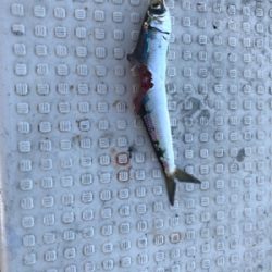 落とし込みサビキ  鳴門にて