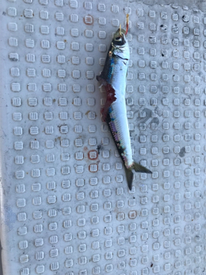 落とし込みサビキ  鳴門にて