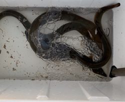 台風前に夕方のぶっ込み釣り