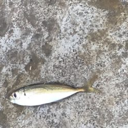 やっぱり、豆アジのみ…