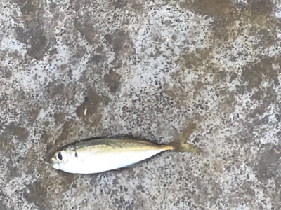 やっぱり、豆アジのみ…