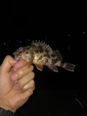 カマスカマスカマス