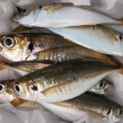 アジンガー1900〜1930 2105〜2140