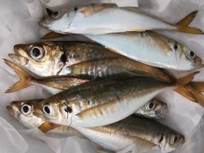 アジンガー1900〜1930 2105〜2…