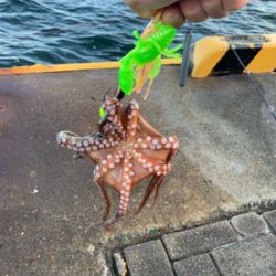 朝まづめのオクトパッシング