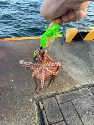 朝まづめのオクトパッシング