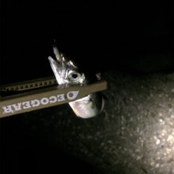 台風前ライト調査