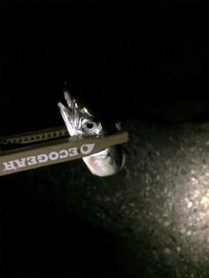 台風前ライト調査