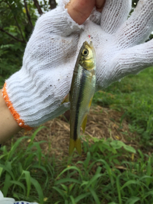 オイカワと遊ぶ