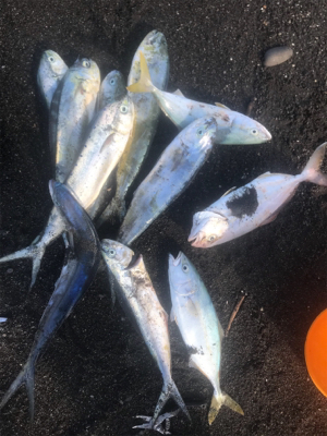 三保サーフジギング