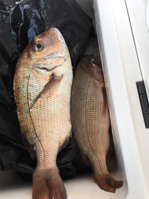 親子釣り堀体験