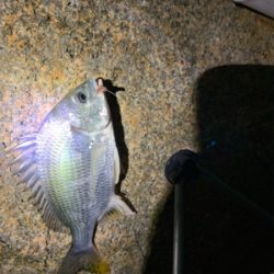 仕事終わりにチョイ釣り