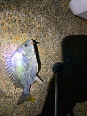 仕事終わりにチョイ釣り