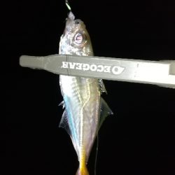 ナイトアジング