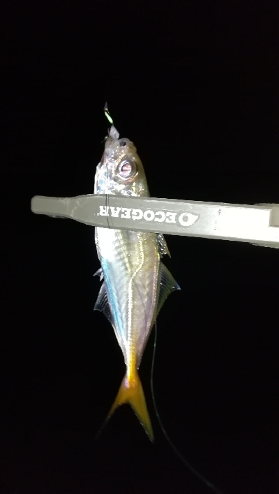 ナイトアジング