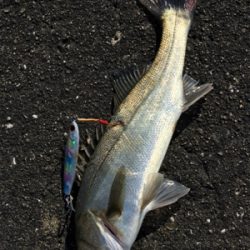 ルアーで5目達成