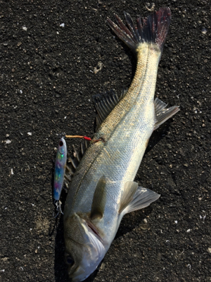 ルアーで5目達成