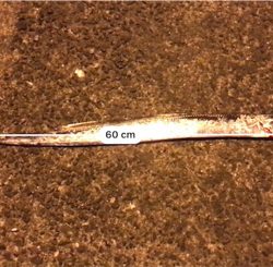 ちょこっと釣行