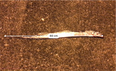 ちょこっと釣行