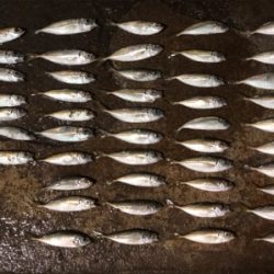 ファミリーフィッシング