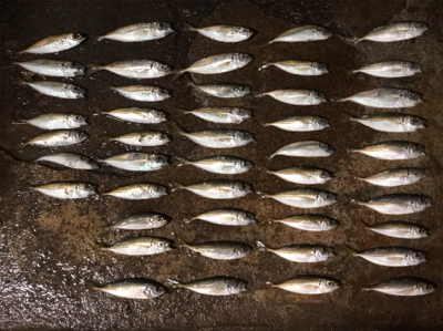 ファミリーフィッシング