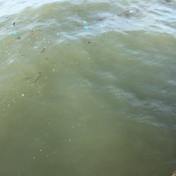 リベンジショアジギ…のはずが?