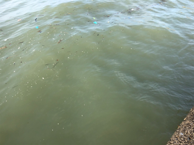 リベンジショアジギ…のはずが?