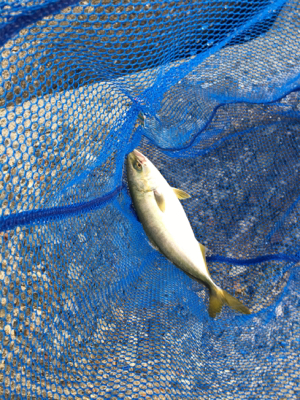 ハマチまであと少し