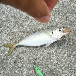 2019年8月18日釣行in船越漁港