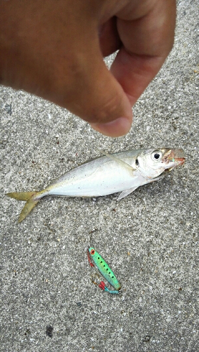 2019年8月18日釣行in船越漁港