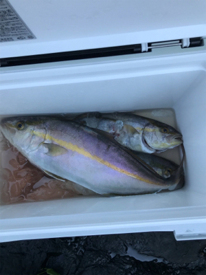 青物が釣りたくて