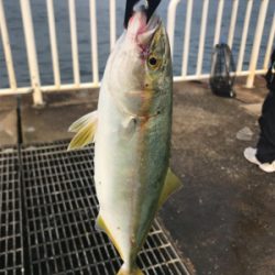 アジ、サバ、ツバス