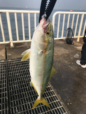 アジ、サバ、ツバス