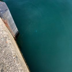 サビキで豆アジ