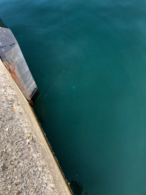 サビキで豆アジ